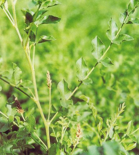 Liquorice seeds Licorice Glycyrrhiza glabra seeds